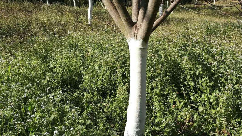為什麼樹下麵要刷白色