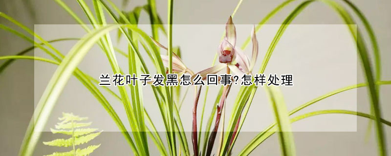 蘭花葉子發黑怎麼回事?怎樣處理
