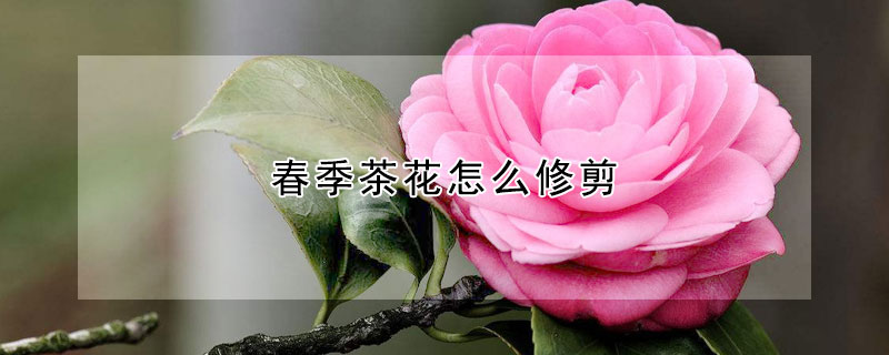 春季茶花怎麼修剪