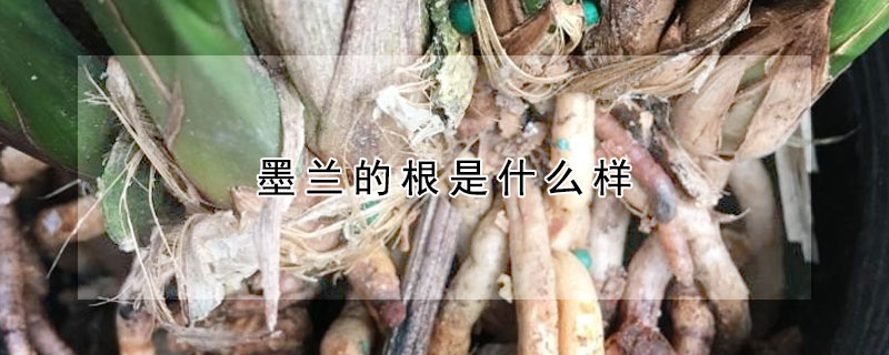 墨蘭的根是什麼樣