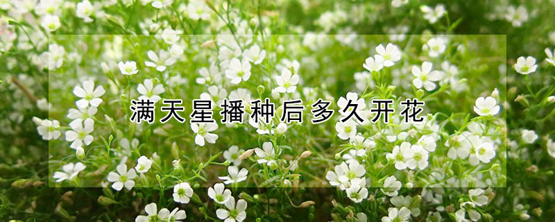 滿天星播種後多久開花