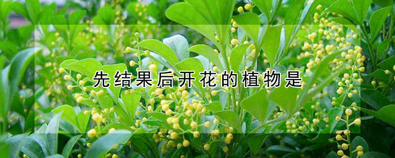 先結果後開花的植物是