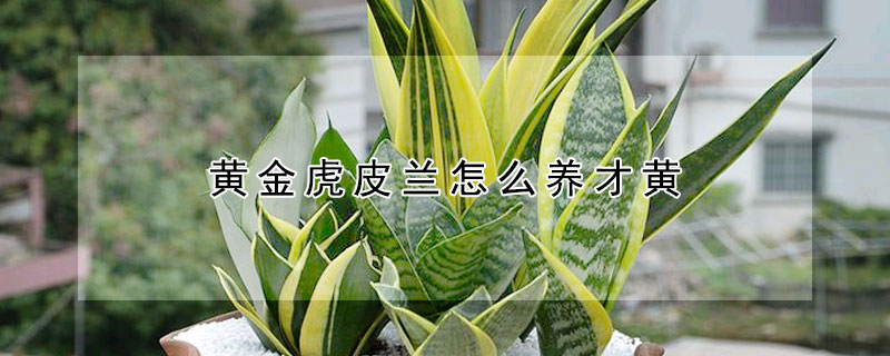 黃金虎皮蘭怎麼養才黃