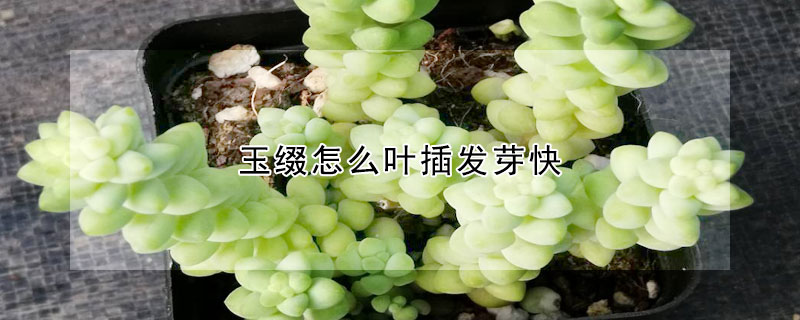 玉綴怎麼葉插發芽快