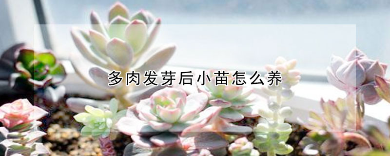 多肉發芽後小苗怎麼養