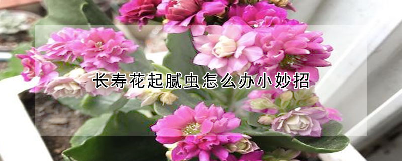 長壽花起膩蟲怎麼辦小妙招