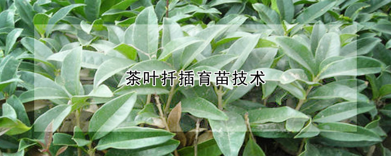 茶葉扡插育苗技術