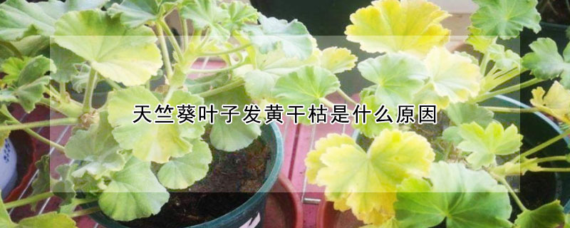 天竺葵葉子發黃幹枯是什麼原因
