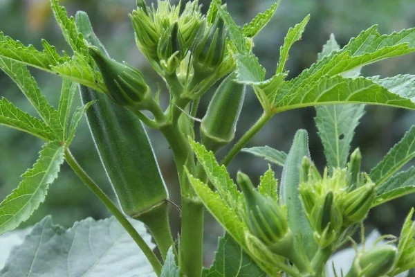 植物黃金是什麼植物