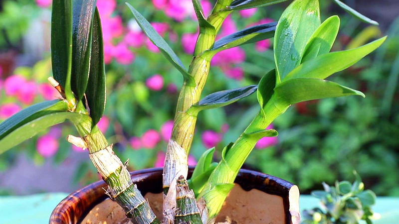 植物黃金是什麼植物