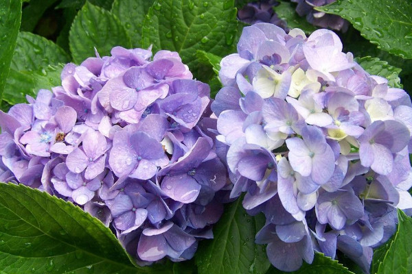 變色花是什麼花