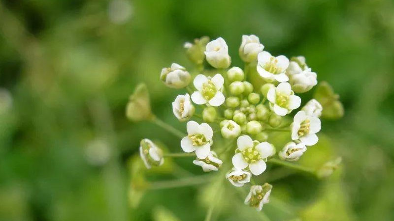 薺菜開花是什麼樣子