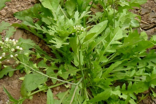 薺菜開花是什麼樣子