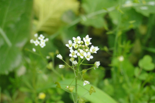 薺菜開花是什麼樣子