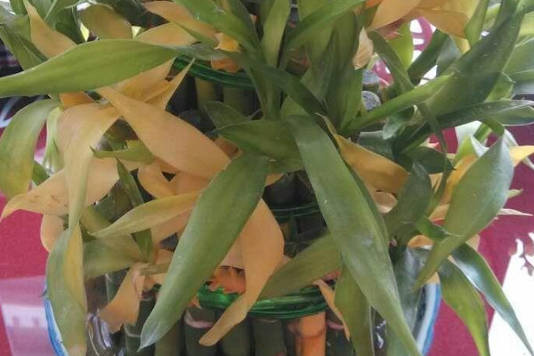竹子葉子幹枯什麼原因