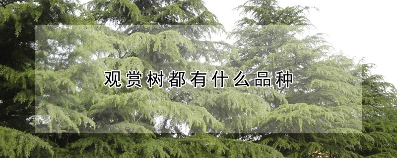 觀賞樹都有什麼品種