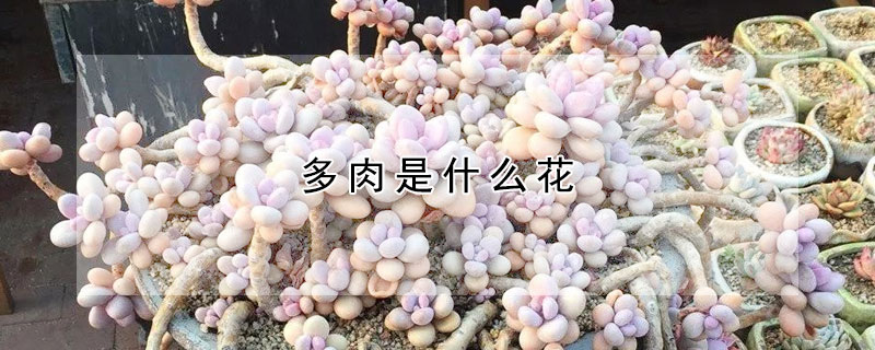 多肉是什麼花
