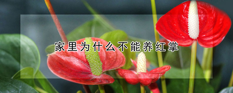 家裏為什麼不能養紅掌