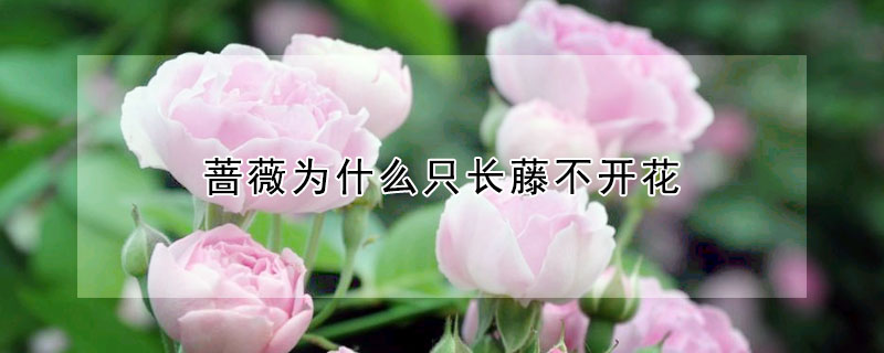 薔薇為什麼隻長藤不開花