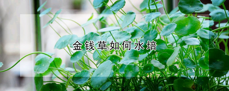 金錢草如何水培