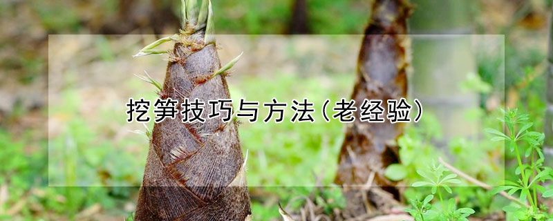 挖筍技巧與方法(老經驗)
