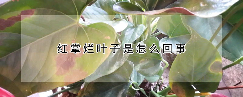 紅掌爛葉子是怎麼回事