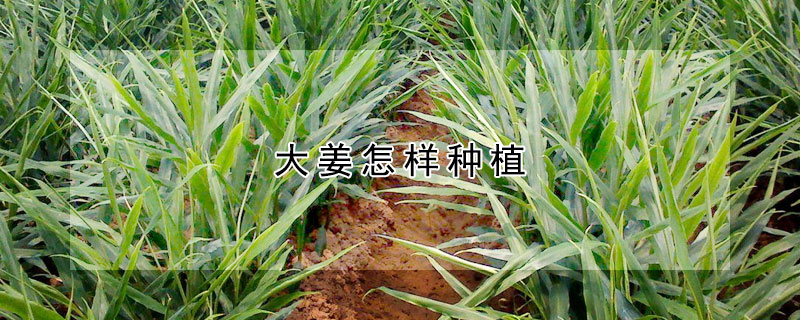 大薑怎樣種植