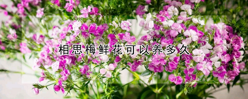 相思梅鮮花可以養多久