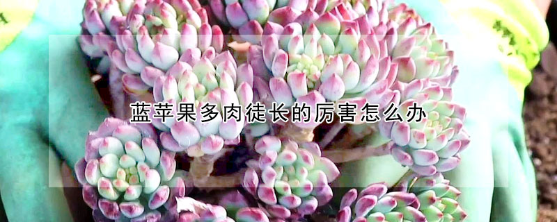 藍蘋果多肉徒長的厲害怎麼辦
