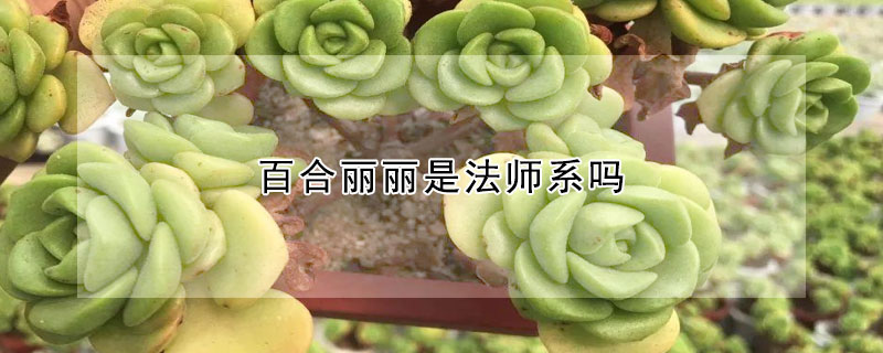 百合麗麗是法師係嗎