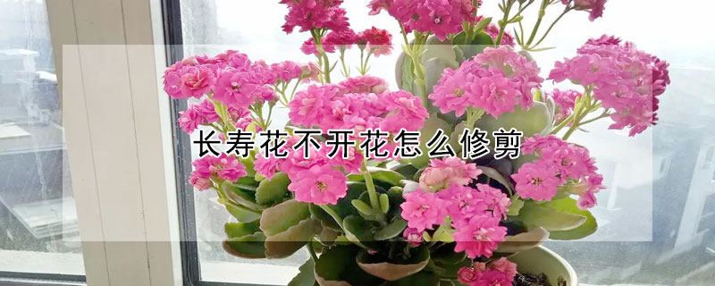 長壽花不開花怎麼修剪