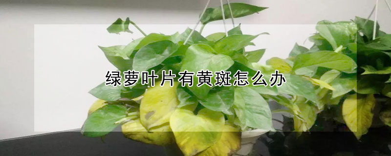 綠蘿葉片有黃斑怎麼辦