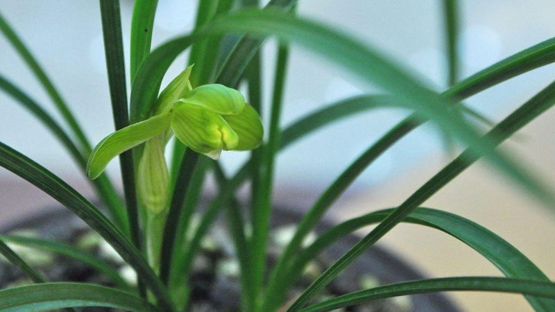 香妃蘭花怎麼養殖方法和注意事項