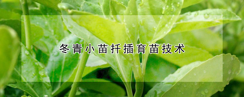 冬青小苗扡插育苗技術