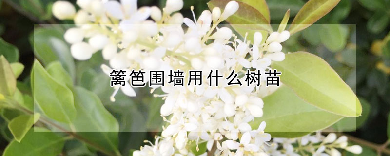 籬笆圍牆用什麼樹苗