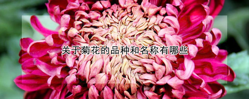 關於菊花的品種和名稱有哪些