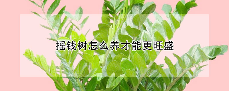 搖錢樹怎麼養才能更旺盛