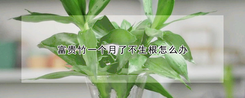 富貴竹一個月了不生根怎麼辦