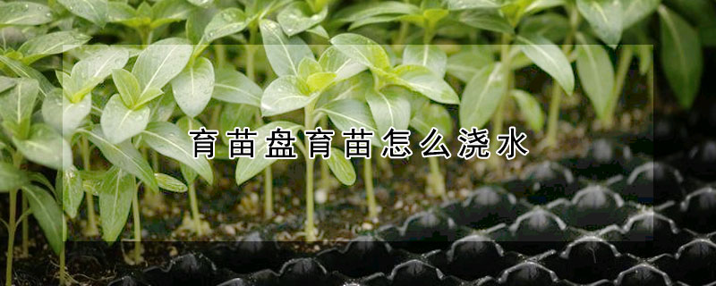 育苗盤育苗怎麼澆水