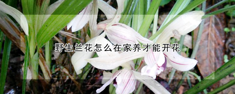 野生蘭花怎麼在家養才能開花