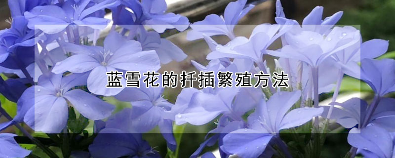 藍雪花的扡插繁殖方法