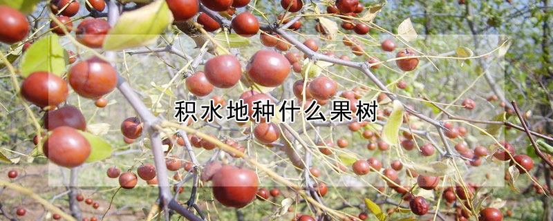 積水地種什麼果樹