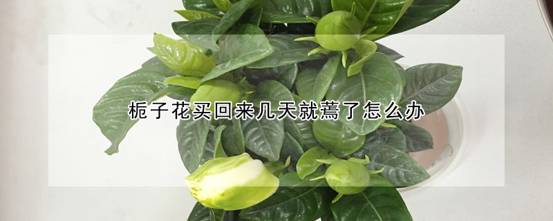 梔子花買回來幾天就蔫了怎麼辦