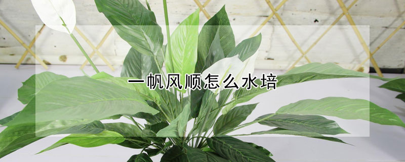 一帆風順怎麼水培