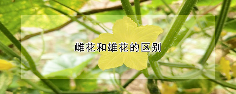 雌花和雄花的區別