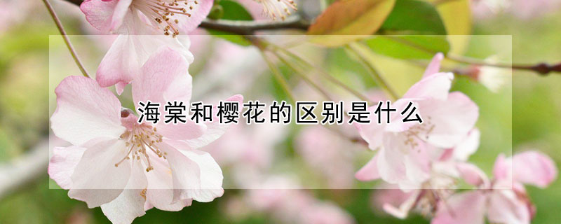 海棠和櫻花的區別是什麼