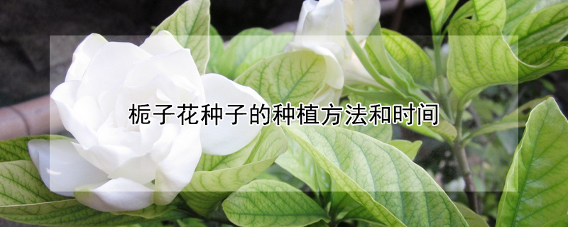 梔子花種子的種植方法和時間