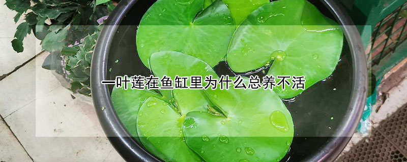 一葉蓮在魚缸裏為什麼總養不活