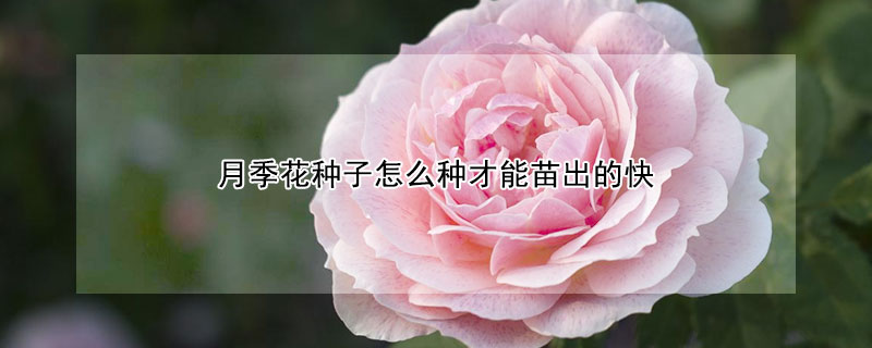 月季花種子怎麼種才能苗出的快