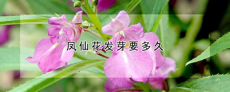 鳳仙花發芽要多久